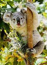 Koala trepando