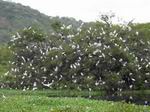 Aves en manglar en Manabí, Ecuador