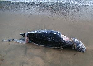 Tortuga laúd muerta en una playa de Tobago