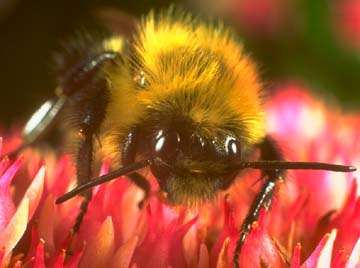 abeja sobre una flor