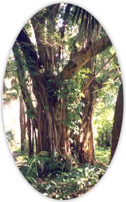 árbol banyan