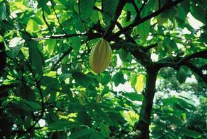 Planta de cacao con fruto