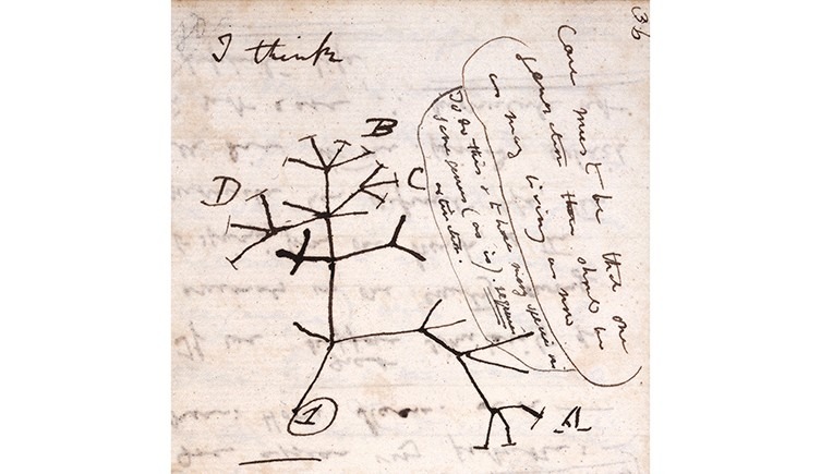 El primer boceto del árbol de la vida de Darwin, que se encuentra en uno de sus cuadernos de 1837.