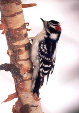 pájaro carpintero felpudo (Downy woodpecker)