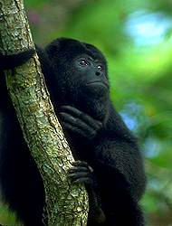 Mono aullador negro
