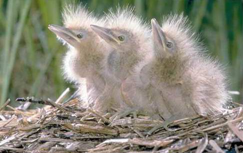 polluelos en nido