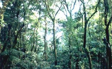 bosque tropical