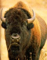 bisonte americano (búfalo)