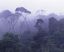 Monte nuboso en Ecuador