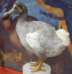 Una reconstrucción del dodo