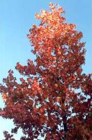 arbol con el colorido de otoño