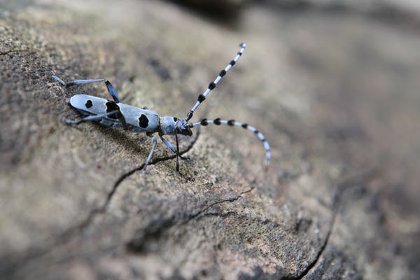escarabajo alpino de cuernos largos persiste