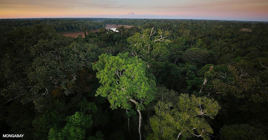 Amazon rainforest peru 166228 1024