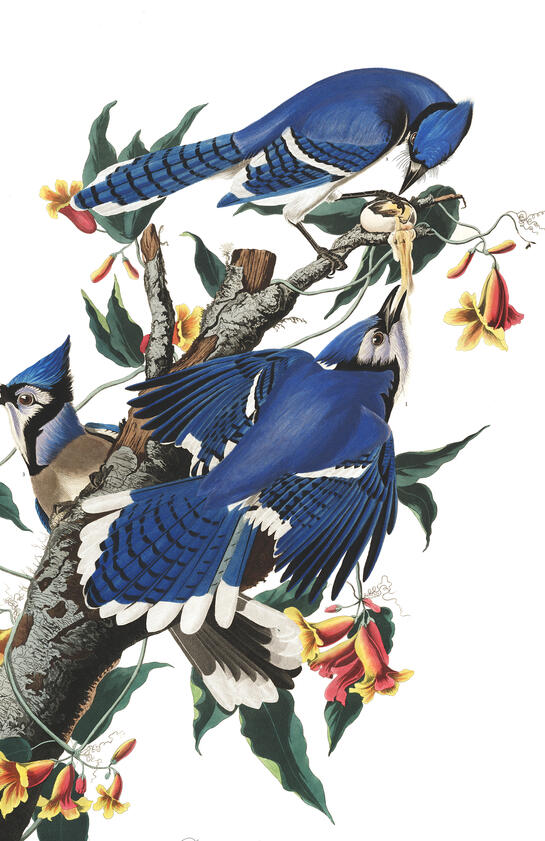 Azulejos por Audubon