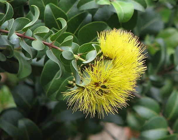 Flor de Metrosideros polymorpha, variante amarilla.