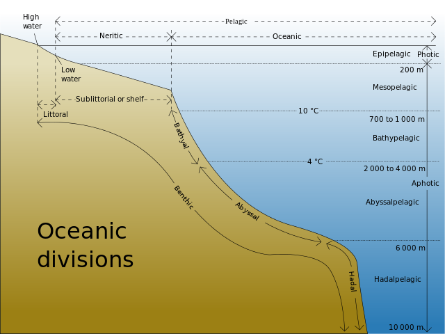 principales divisiones oceánicas bentónicas y pelágicas.
