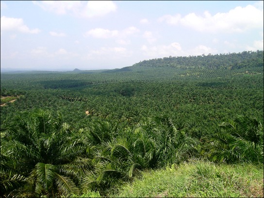 plantacion palma aceitera