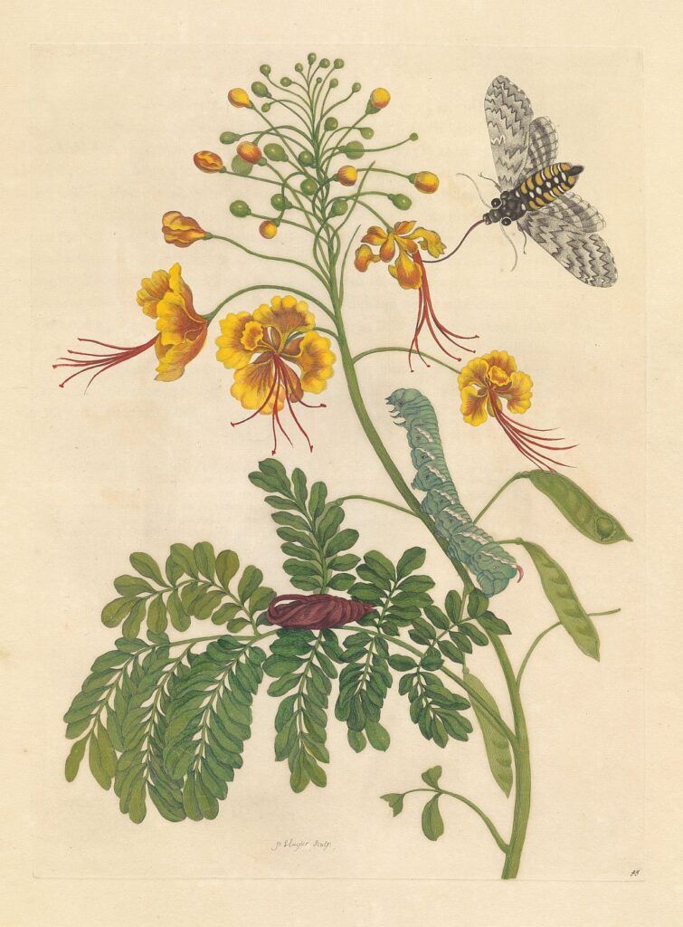 Maria Sibylla Merian, Metamorphosis insectorum Surinamensium