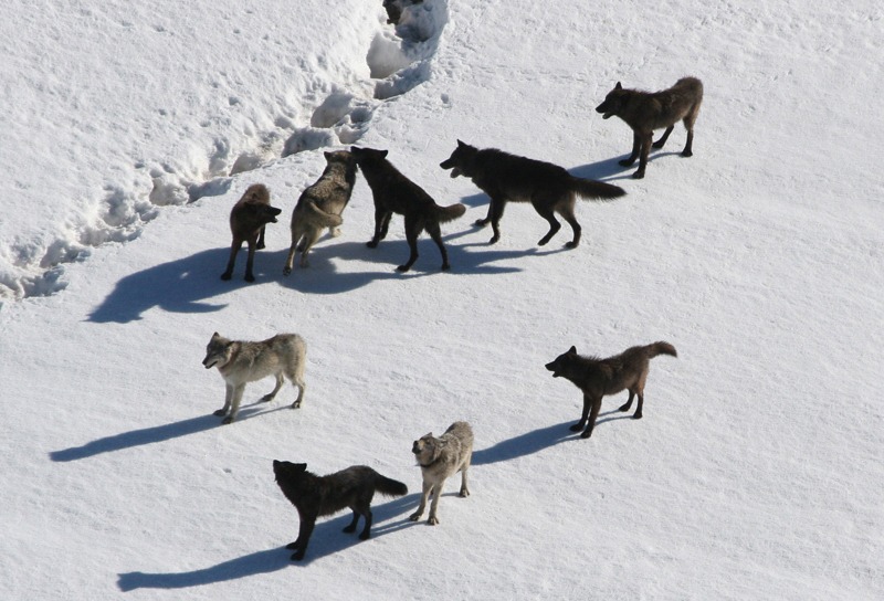 Gibbon Wolf Pack Standing On Snow; Doug Smith; March 2007