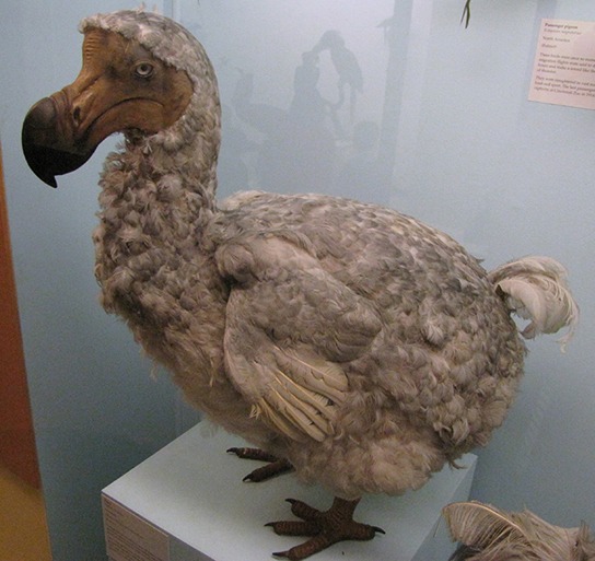 Dodo