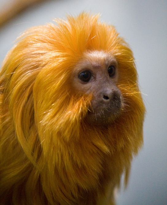 Golden Lion Tamarin