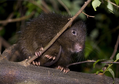 Cuviers Hutia Pedro Genaro