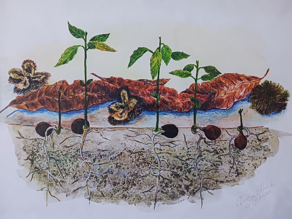 GHoefler chestnut seedlings