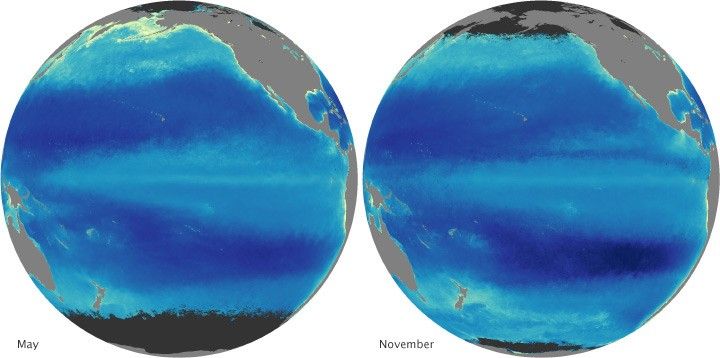 Modis chlorophyll pacific may november
