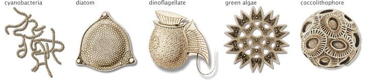 Tipos de fitoplancton